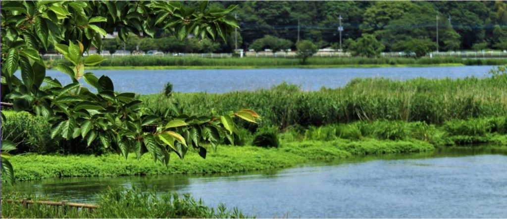 柏市・手賀沼沿いの自然豊かな景色。水辺の緑と公園が広がり、都心アクセスと自然環境が両立する柏エリアの住みやすさを象徴する風景